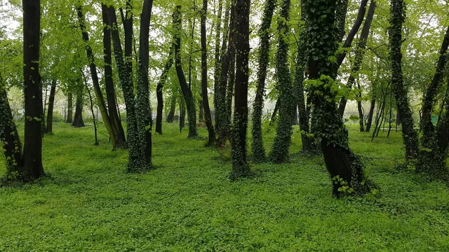 Image 12